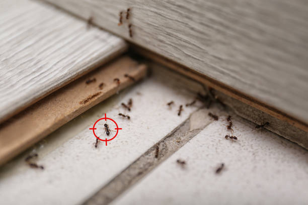 Best Best Pest Control Companies  in East Gaffney, SC