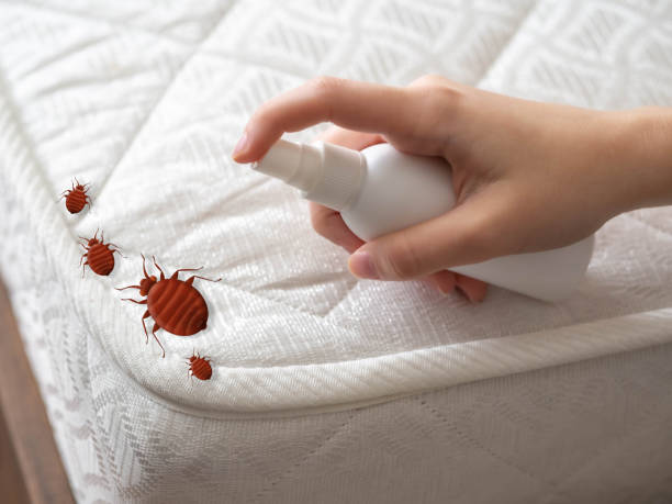 Best Wasp Removal Services  in East Gaffney, SC